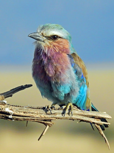 Image of a bird representing the top retrieved image from a video search